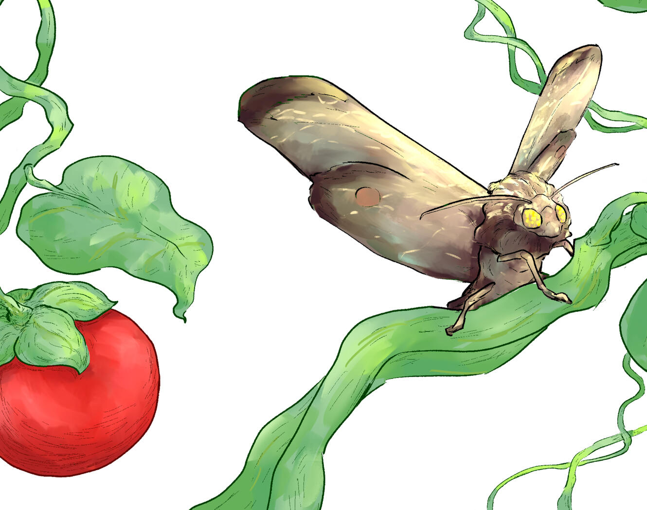 Tomatos